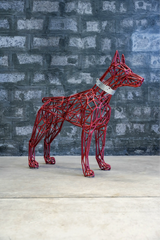 Viper- A Doberman Dog
